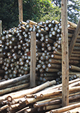 SABS CCA Treated Poles