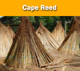 Cape Reed