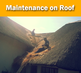 Maintenance on Thatch Roof